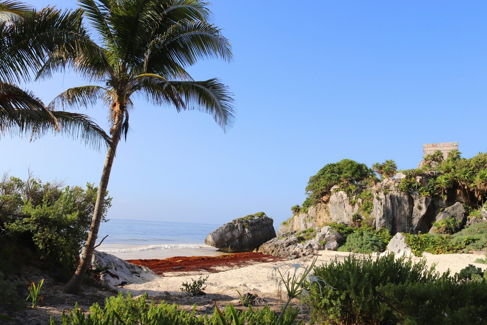 green palm tree on brown sand near body of water during daytime